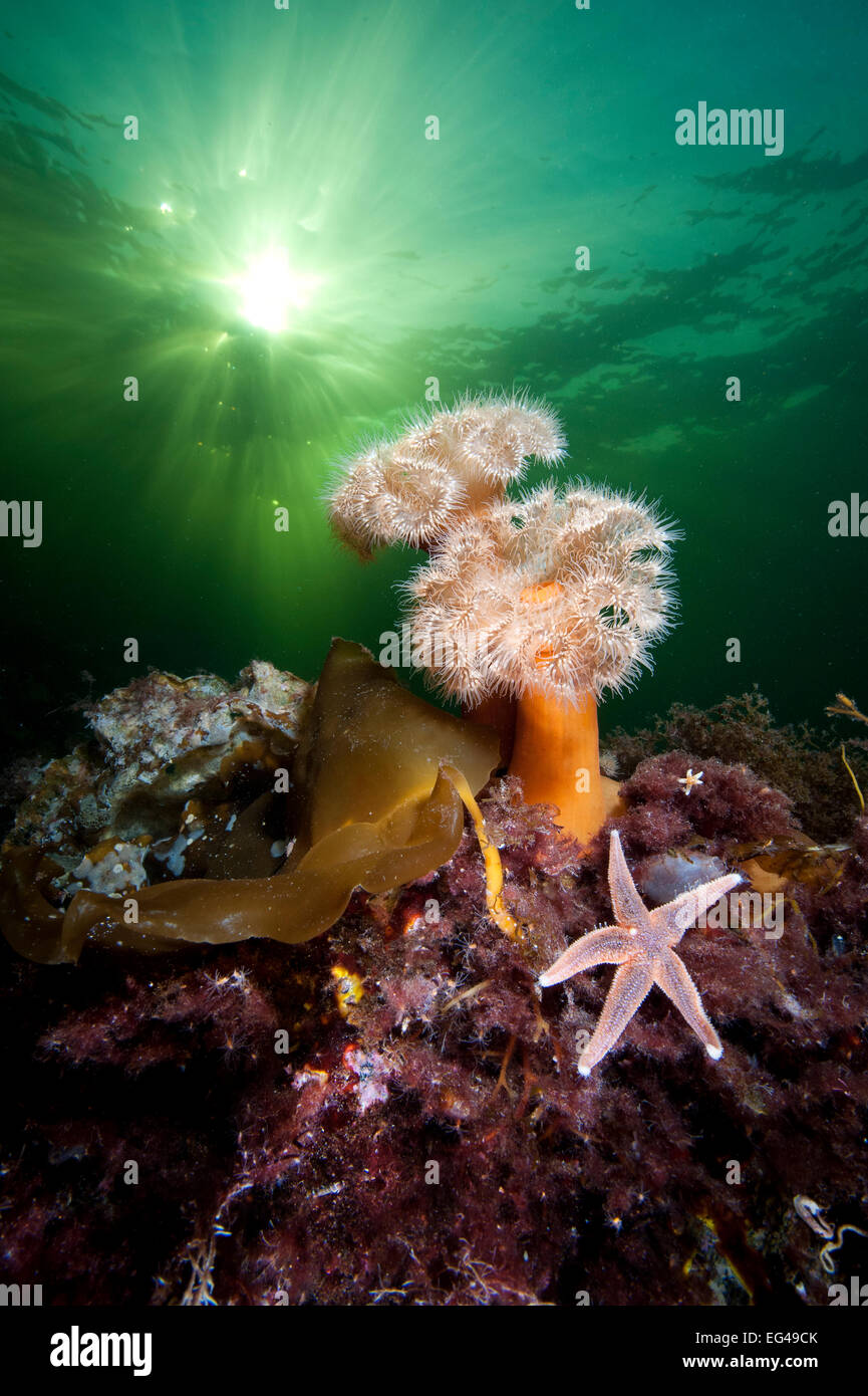 Plumose anemones (Metridium senile) common starfish (Asterias rubens) beneath the sun in Norwegian Fjord. Gulen Bergen Norway. North East Atlantic Ocean. Stock Photo