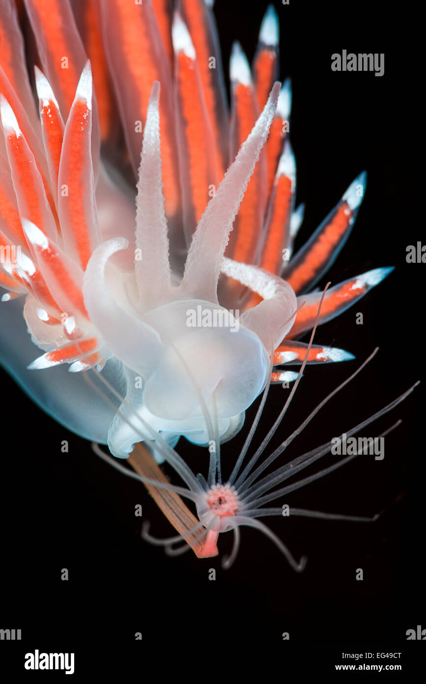 A nudibranch (Flabellina nobilis) feeding on solitary hydroid (Tubularia indivisa) note how the hydroid is bent back as it is pulled into the nudibranch's mouth. Gulen Bergen Norway. North East Atlantic Ocean. Stock Photo