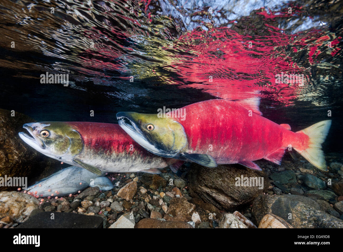 A female (in front) male Sockeye salmon (Oncorhynchus nerka) over eggs in their spawning river