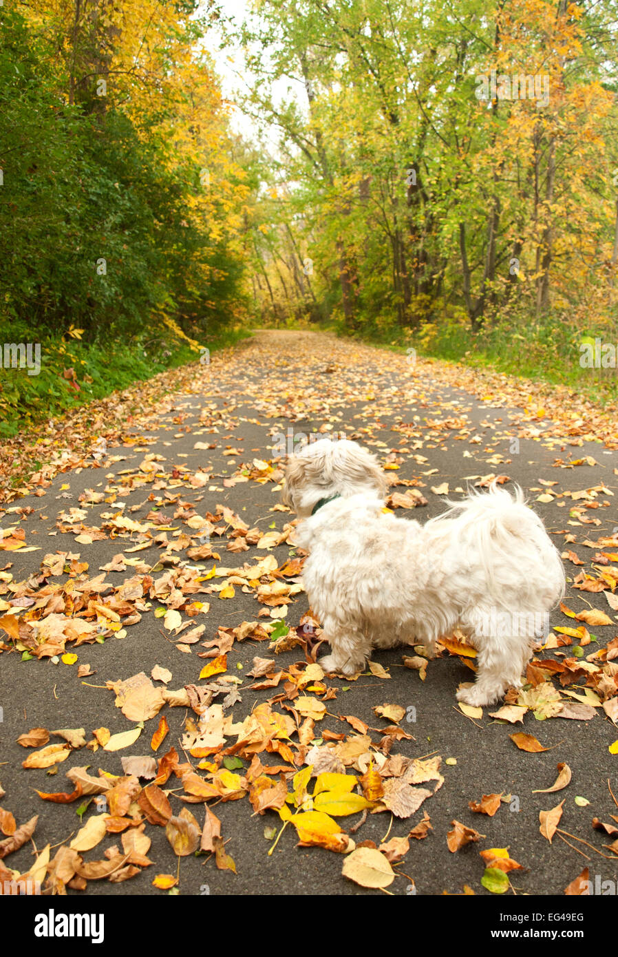 dog in a park Stock Photo - Alamy