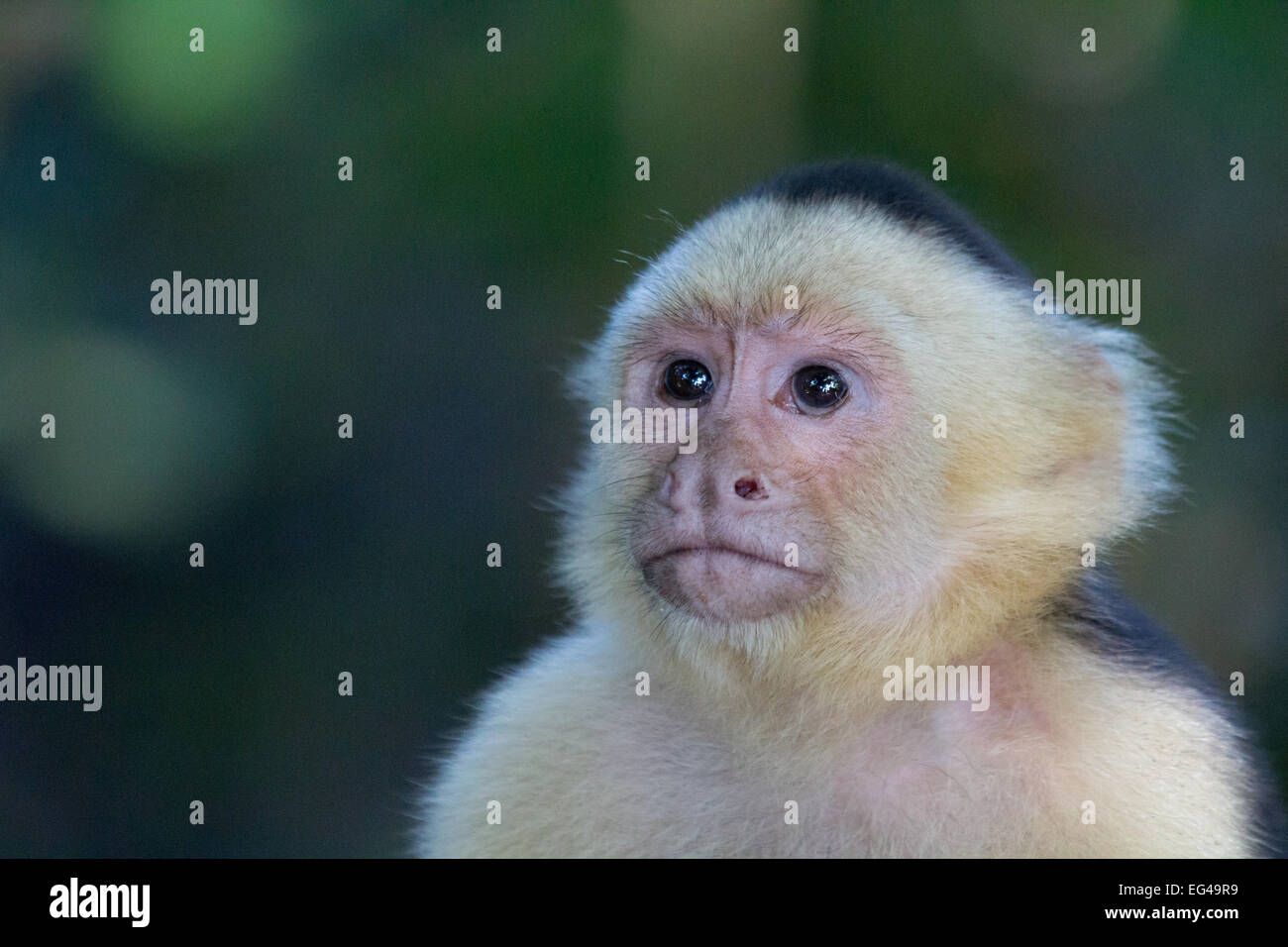 serious facial expression on white faced capuchin Stock Photo
