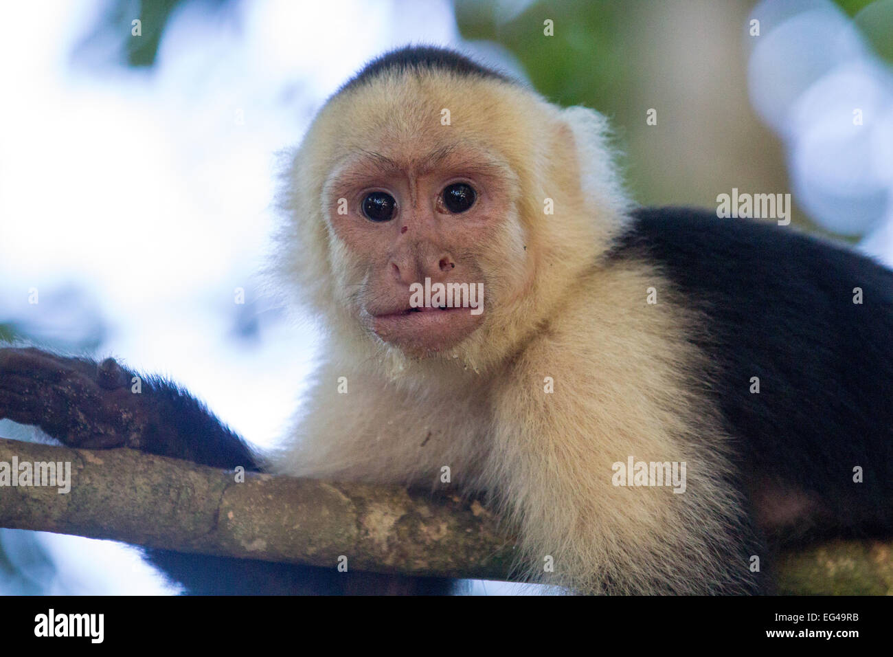 Monkey on a tree close up in Manuel Antonio National Park Stock Photo