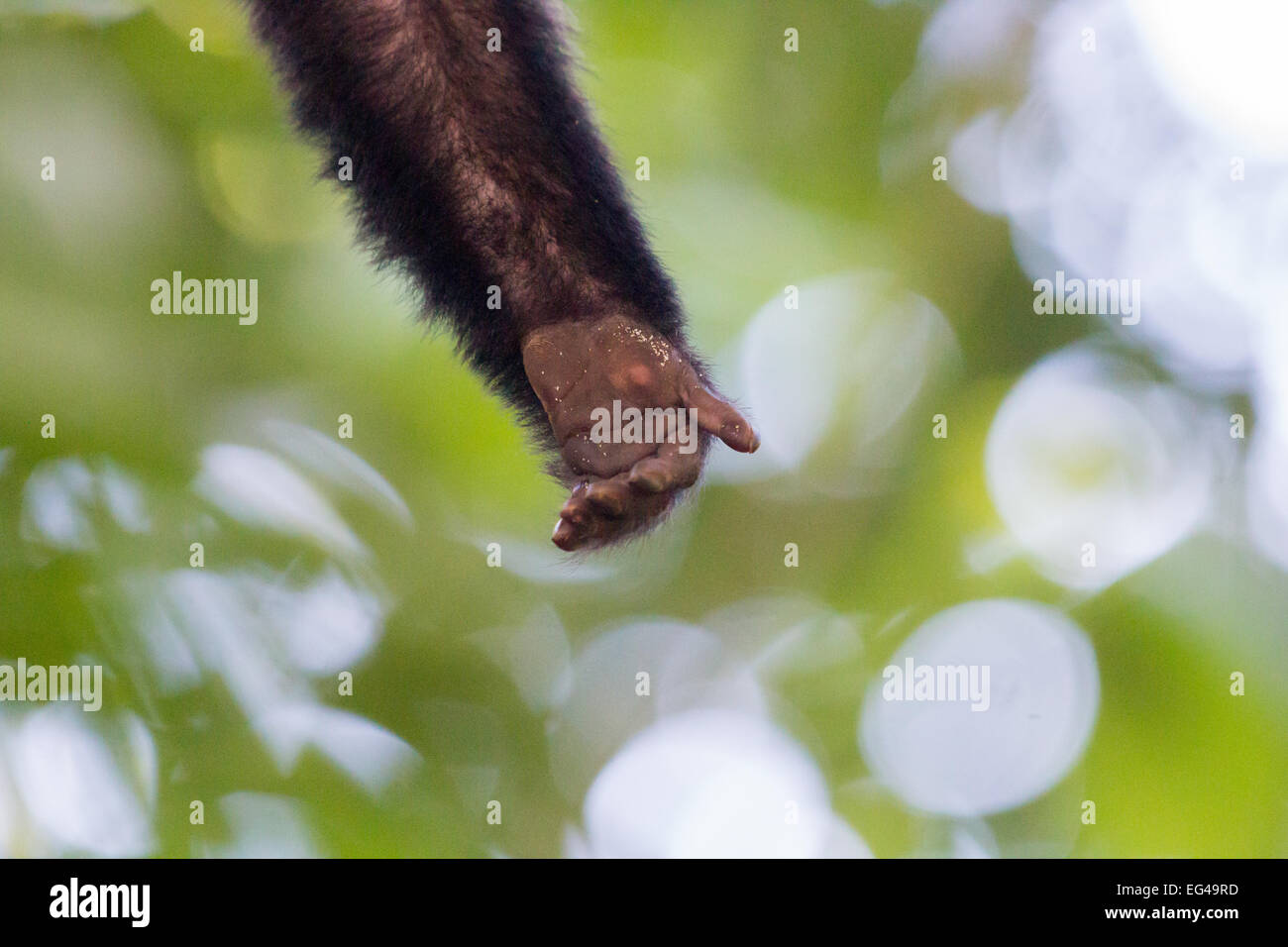 Monkey hand in wild Stock Photo Alamy