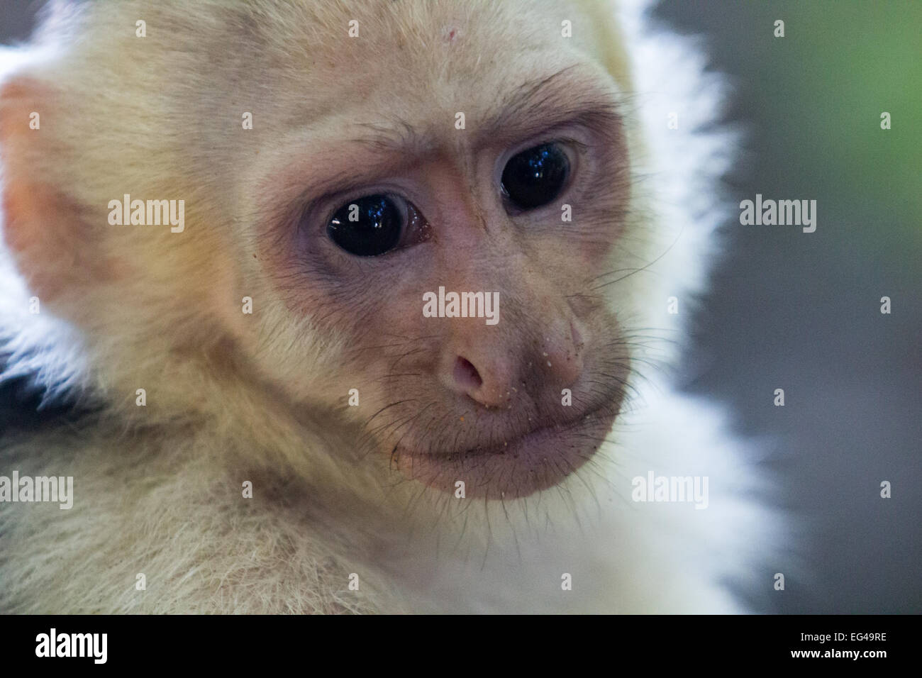 White faced Capuchin macro head only Stock Photo