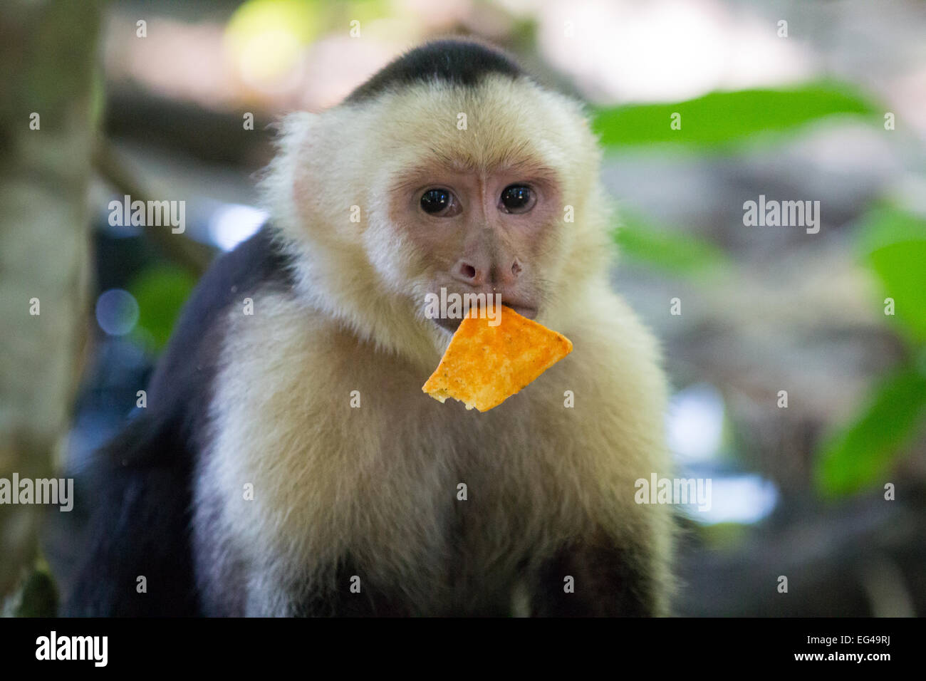 Funny monkey with chips in mouth in Manuel Antonio National Park Stock Photo