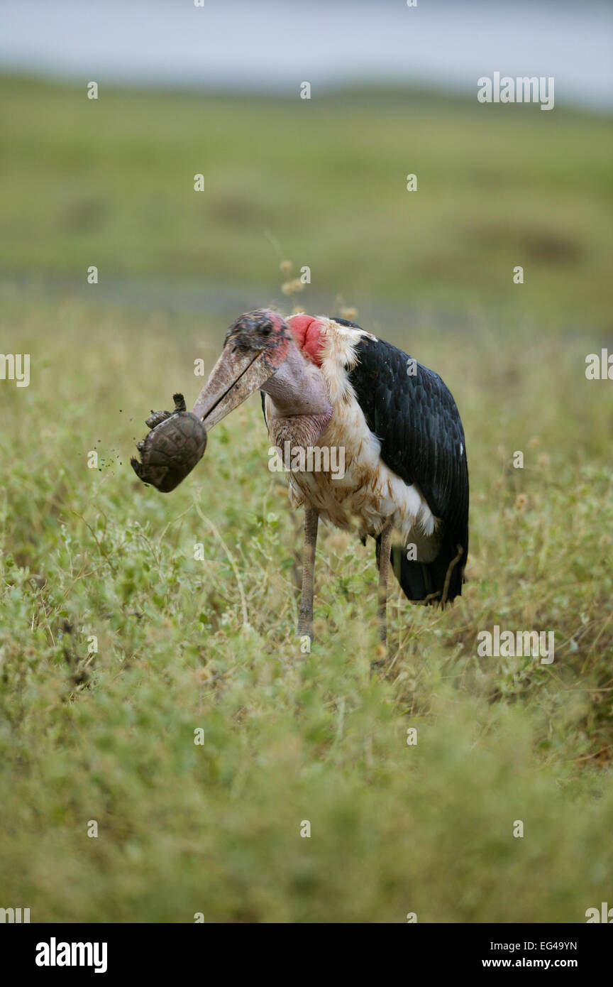 Marabou stork (Leptoptilos crumeniferus) turtle prey Masai-Mara Game Reserve Kenya Stock Photo