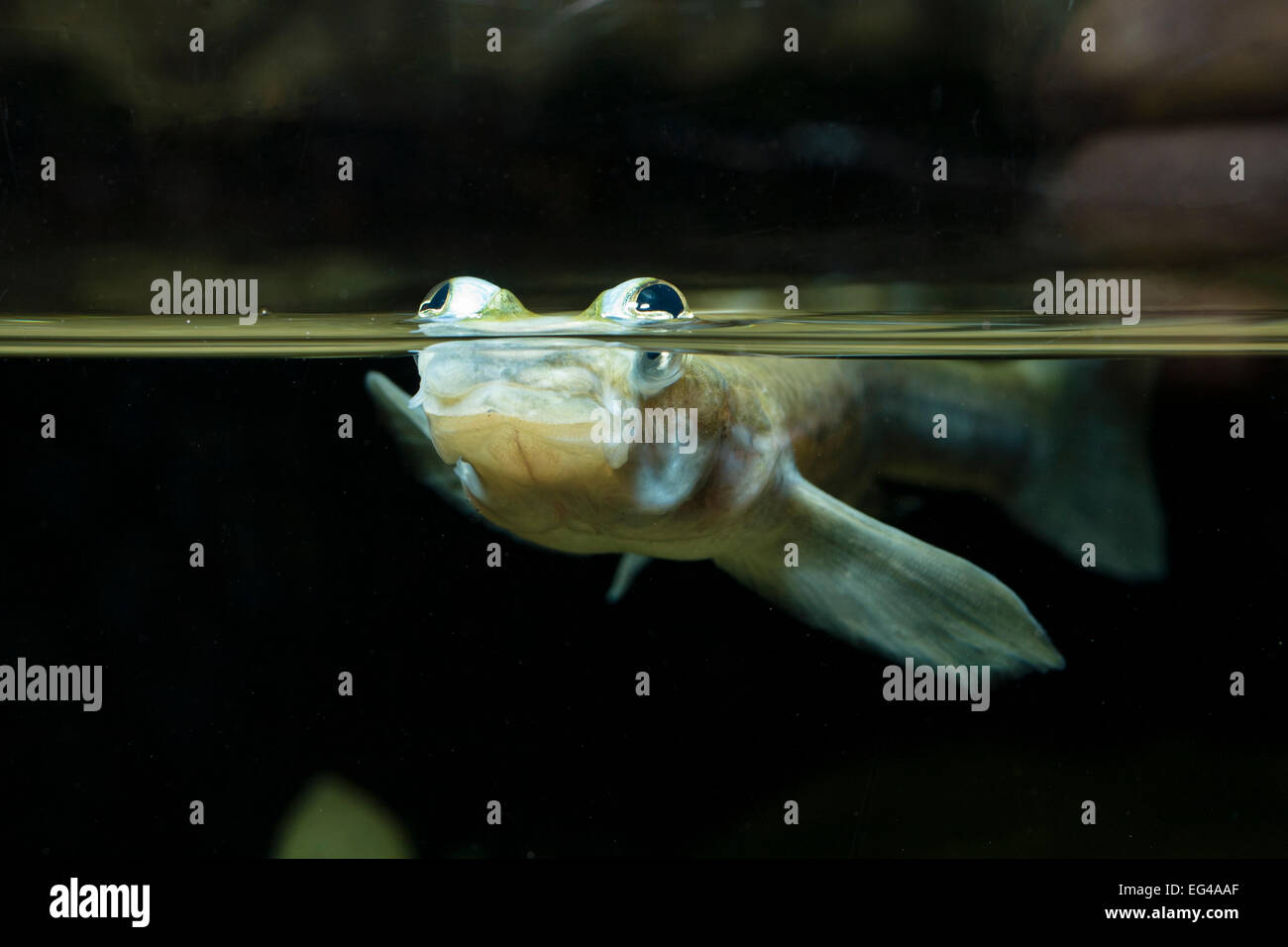 Foureyed fish (Anableps anableps) split level view South America captive Stock Photo
