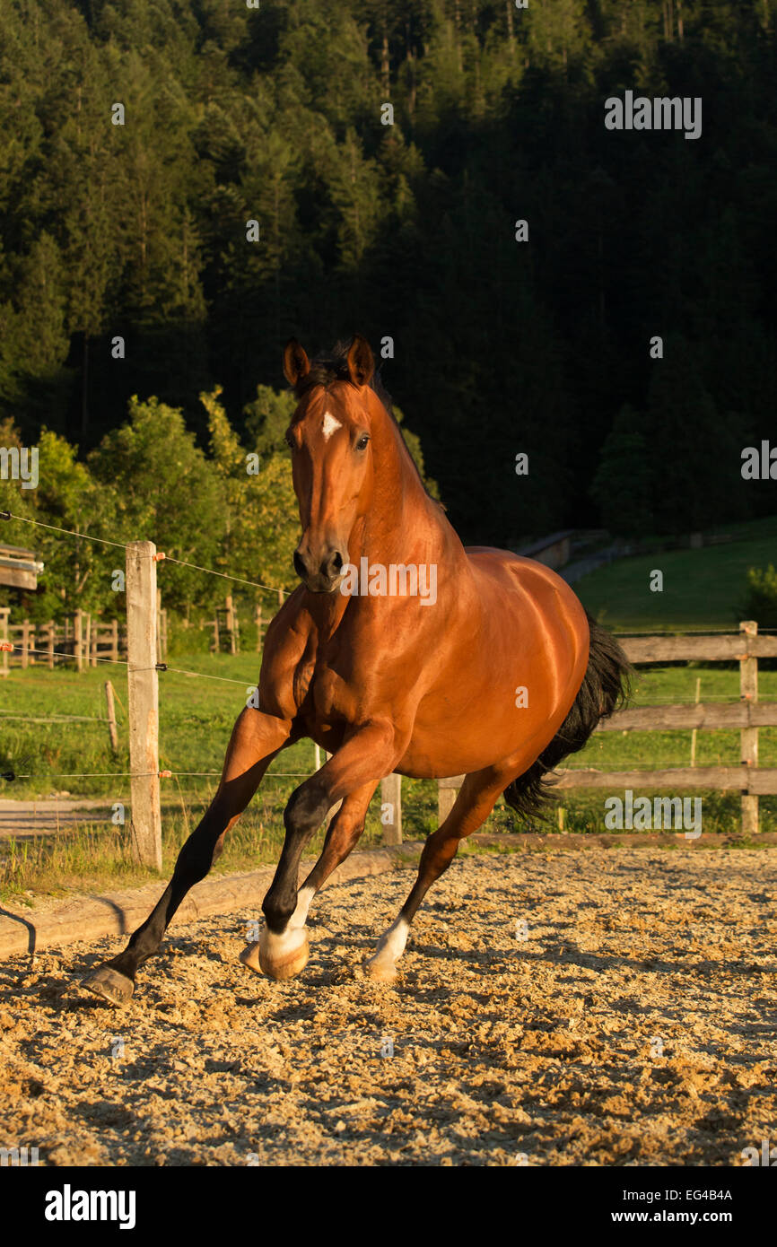 An Einsiedler / Swiss warmblood mare (Equus caballus) cantering Schwyz Switzerland July. Stock Photo