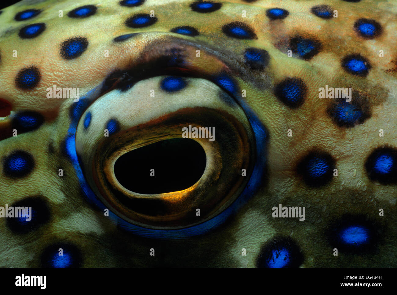 Eye Peacock grouper (Cephalopholis argus) Red Sea Egypt. Stock Photo