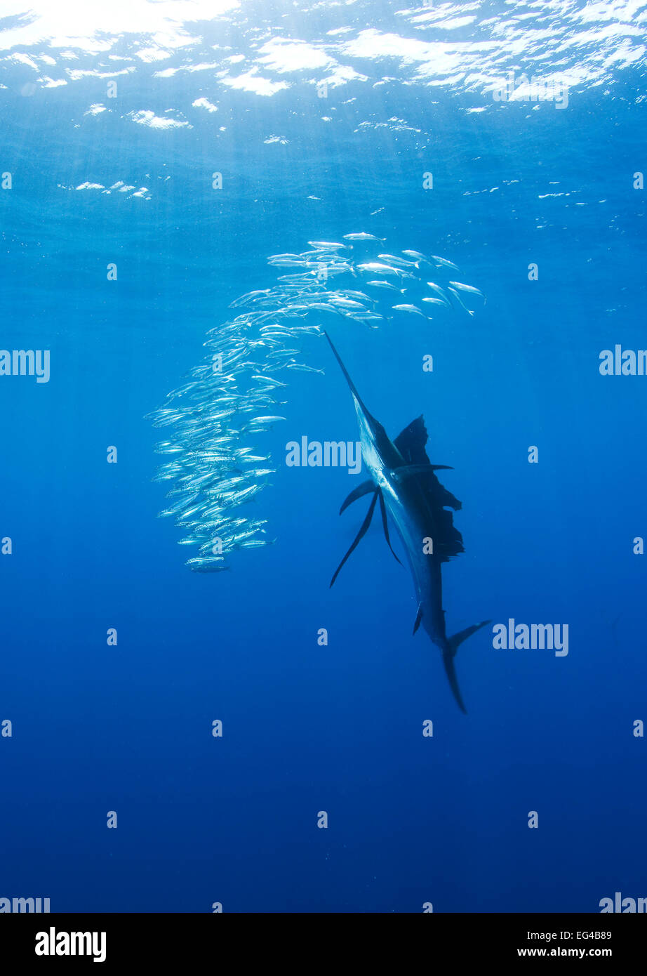 Pacific sailfish hi-res stock photography and images - Alamy