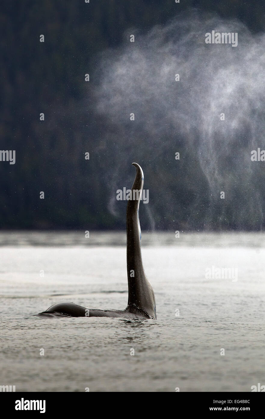 Orca male (Orcinus orca) raising pectoral flipper out the water Prince William Sound Alaska USA. Stock Photo