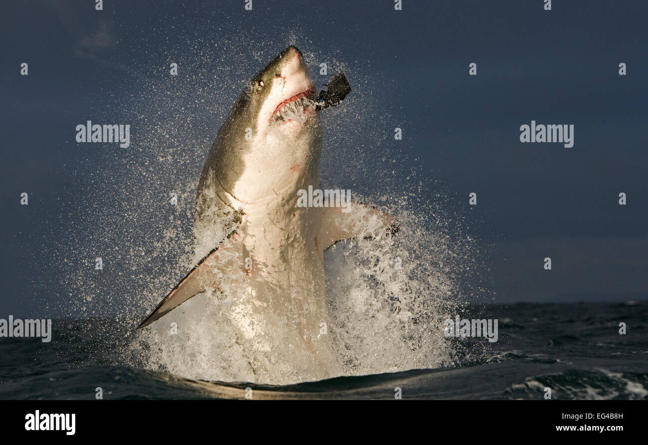 Fantasy shark attack hi-res stock photography and images - Alamy