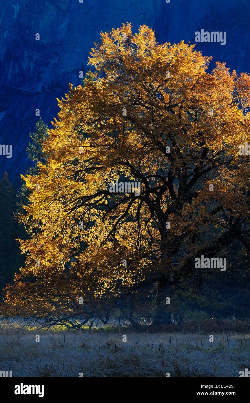 Black oak (Quercus velutina) in autumn in Yosemite valley Yosemite National Park California USA December 2012. Stock Photo
