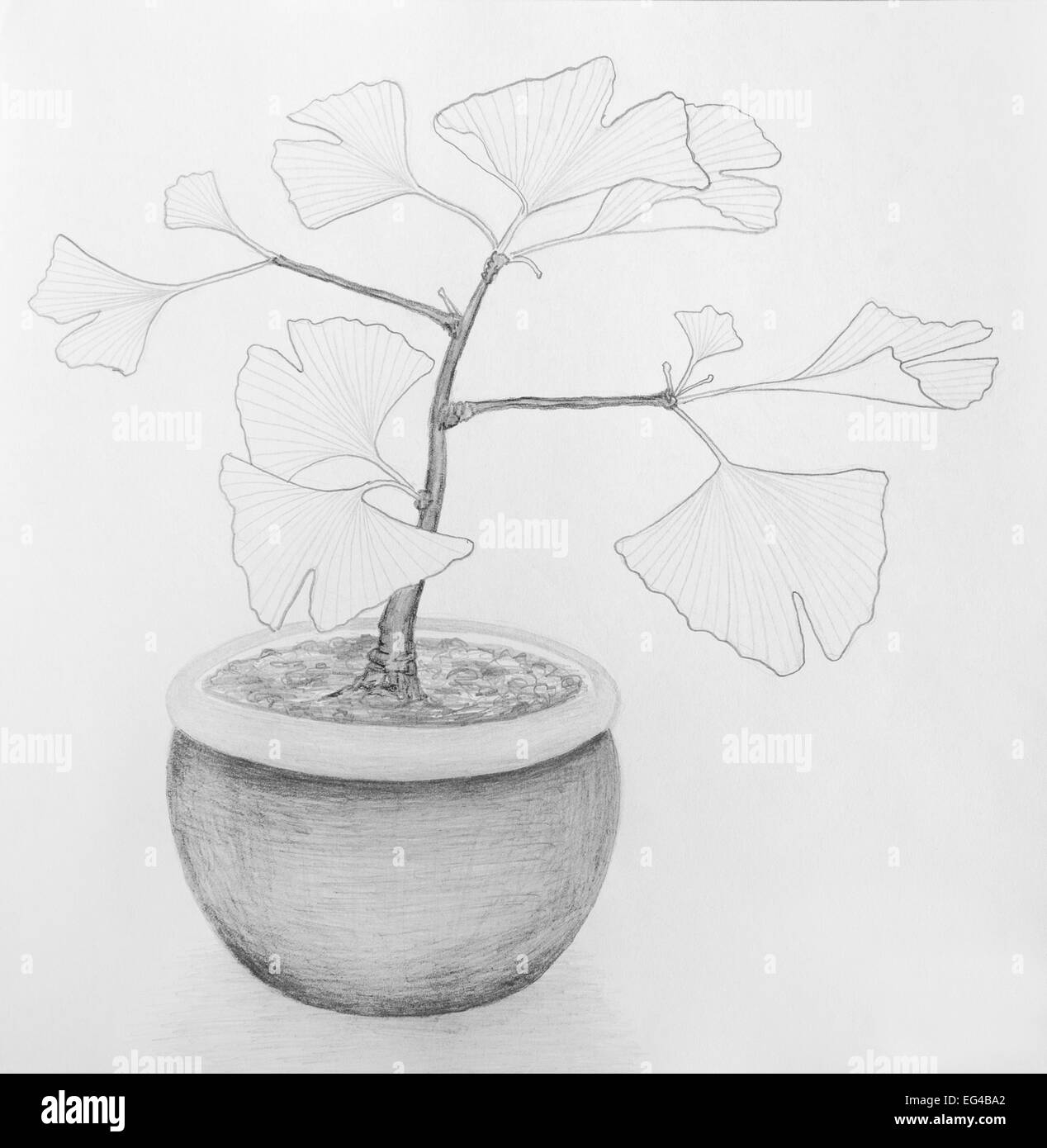 Pencil drawing of a little ginkgo biloba tree in a plant pot - grayscale on cartridge paper. Stock Photo