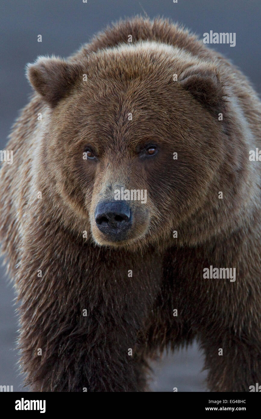 Grizzly bear (Ursus arctos horribilis) portrait Lake Clark National Park Alaska USA September. Stock Photo