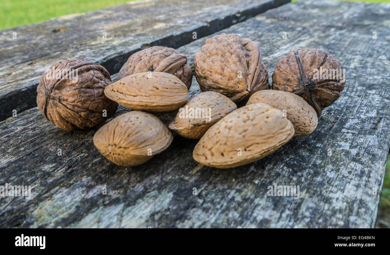 Nuts and walnuts Stock Photo Alamy