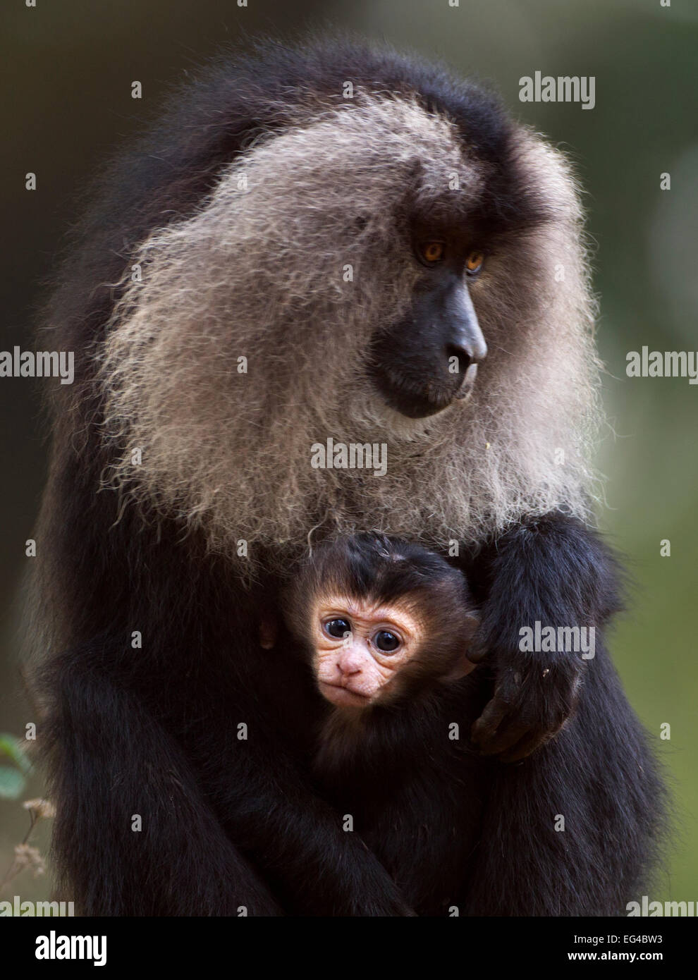 Lion-tailed macaque (Macaca silenus) female sitting her baby aged less than 1 month. Anamalai Tiger Reserve Western Ghats Tamil Nadu India. Stock Photo