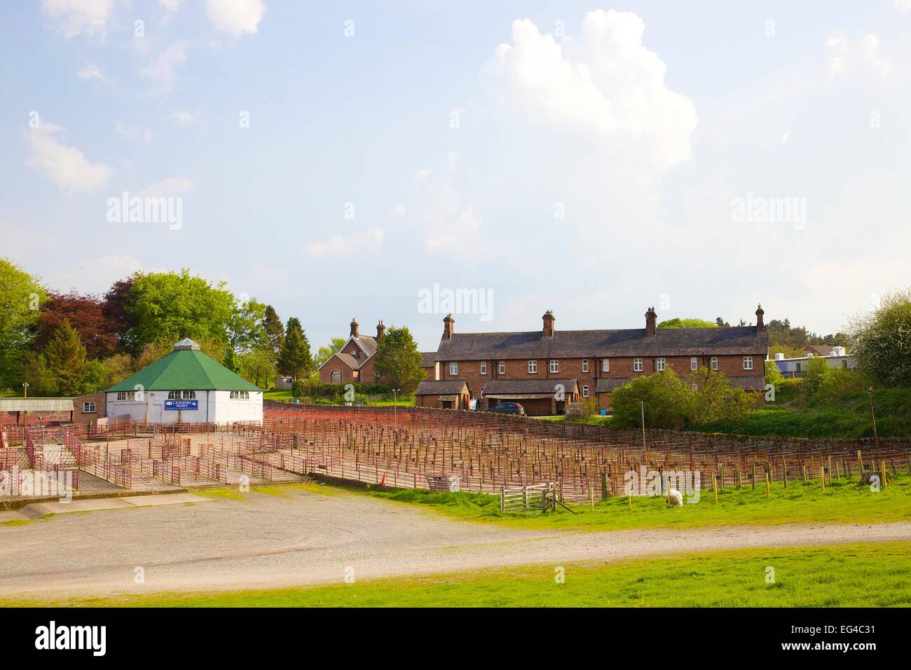 Livestock Auction Mart. Lazonby Mart Lazonby Eden Valley Cumbria