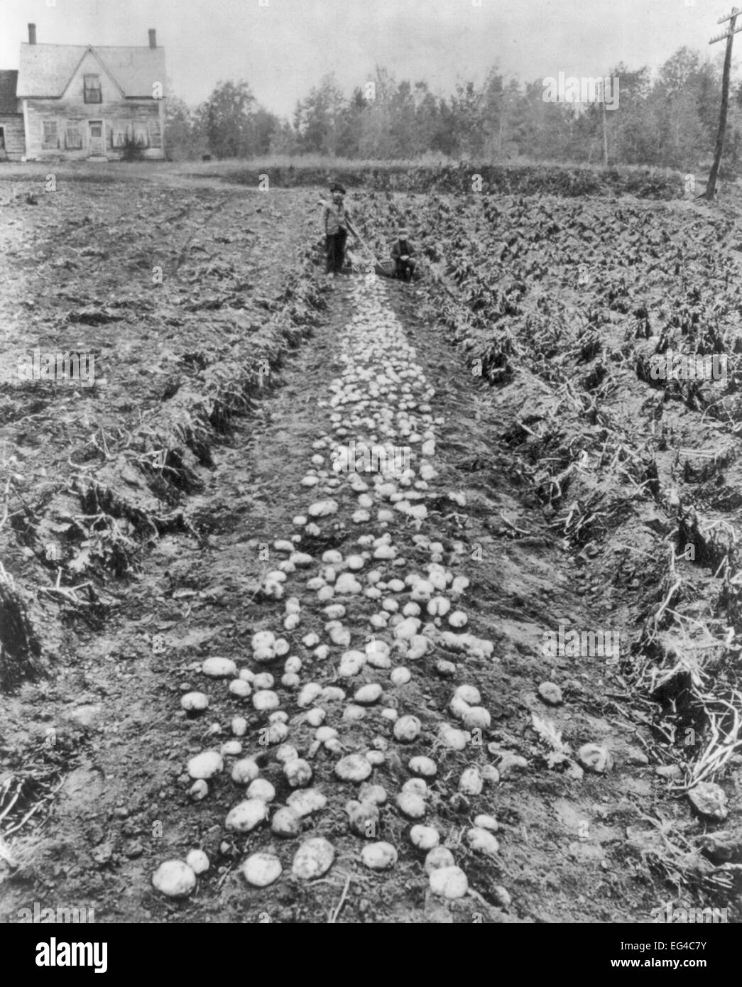 Harvesting Maine Potatoes - A man and a boy in a partially dug row of potatoes, circa 1918 Stock Photo