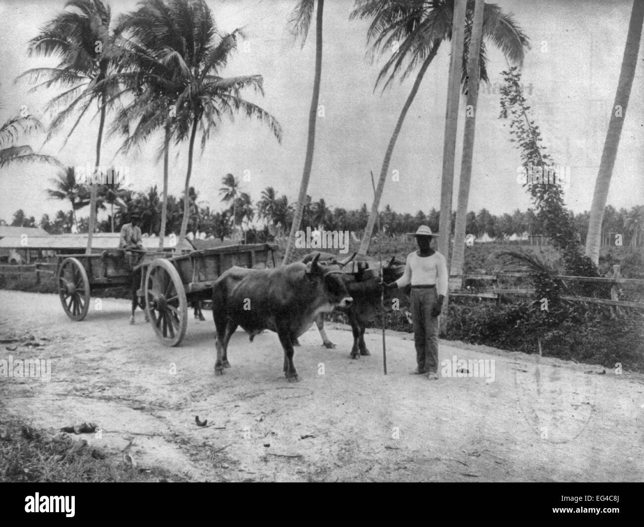 San Juan, Puerto Rico, and vicinity, 1901-1903: Bullock teams on the Military Road Stock Photo