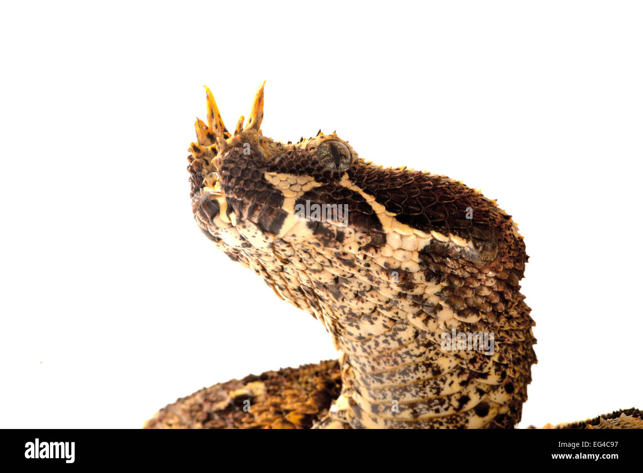 rhinoceros viper for sale
