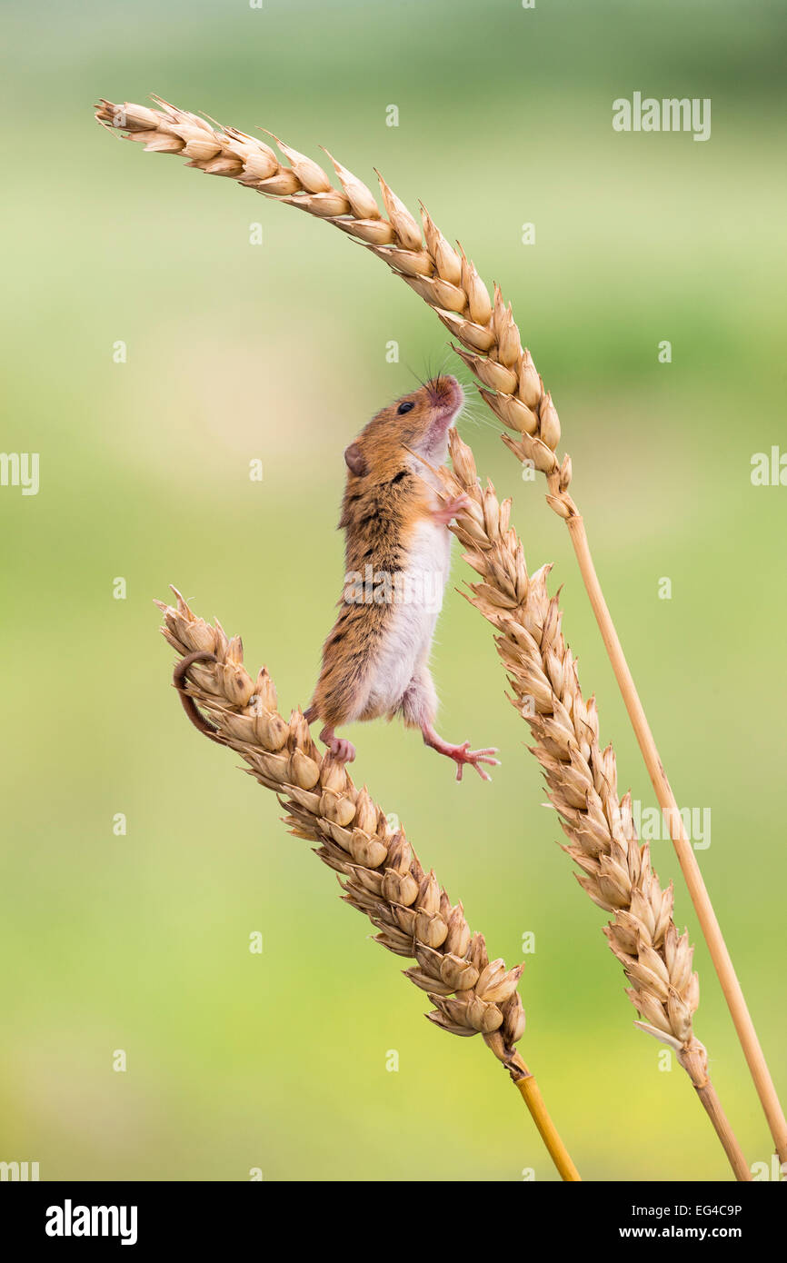 Harvest mouse (Micromys minutus) captive UK June. *Not available greetings cards worldwide until November 2016* Stock Photo