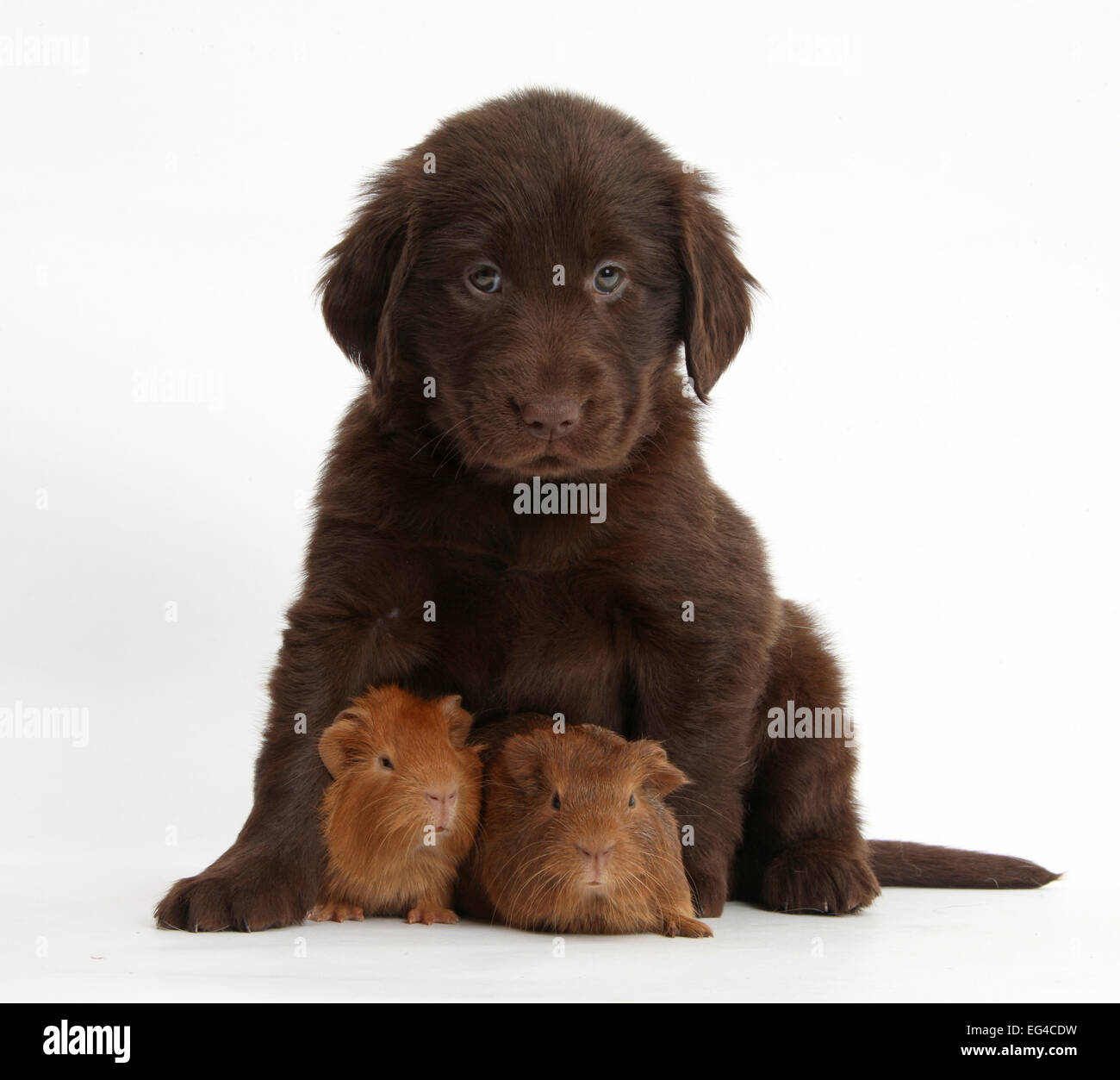 Flat Coated Retriever Puppy High Resolution Stock Photography And Images Alamy