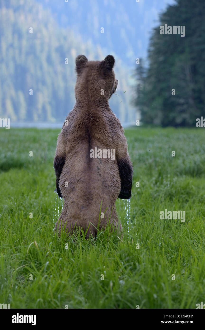 https://c8.alamy.com/comp/EG4CFD/female-grizzly-bear-ursus-arctos-horribilis-standing-up-rear-view-EG4CFD.jpg