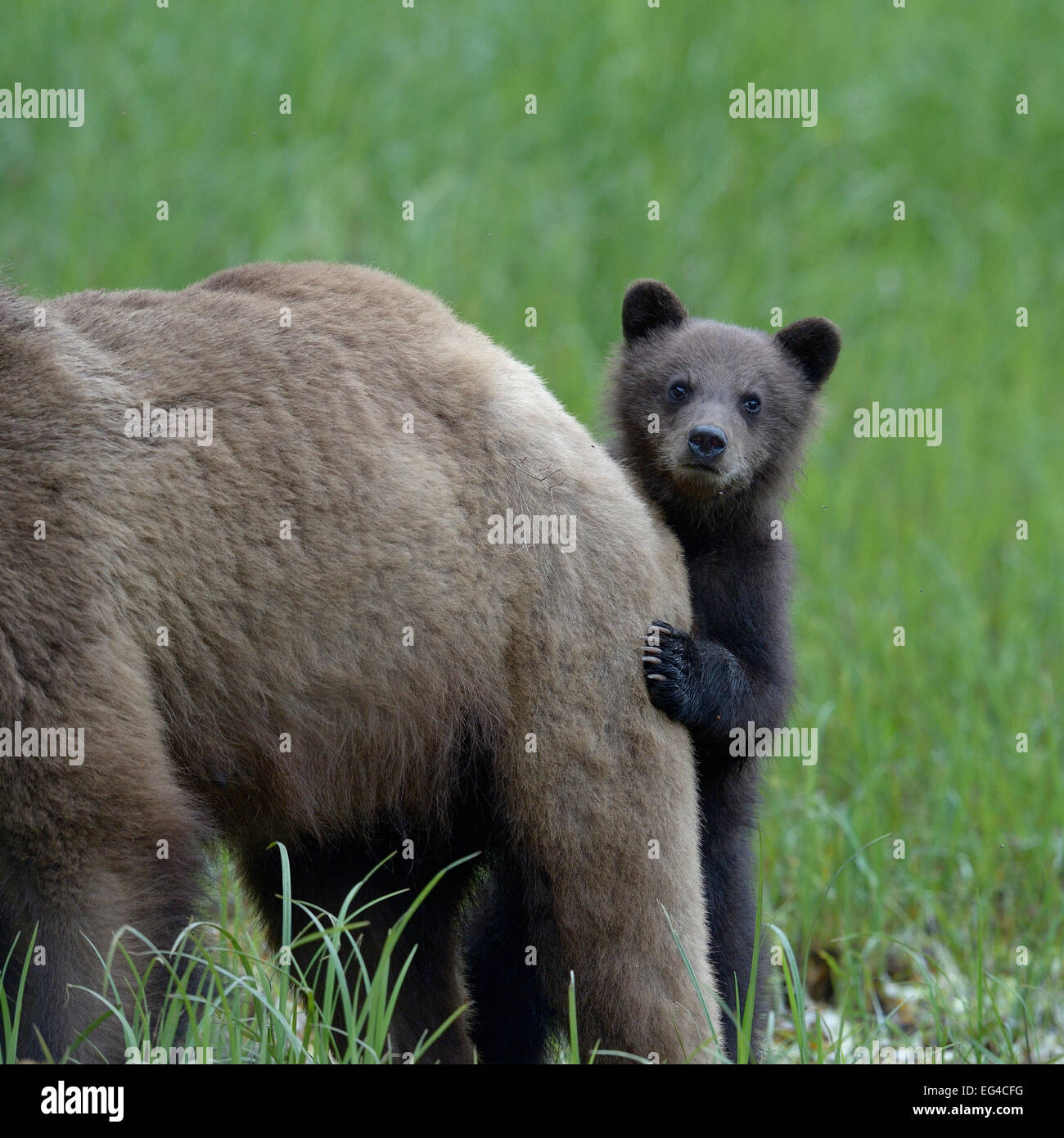 Grizzly bear (Ursus arctos horribilis) cub peering out behind its ...