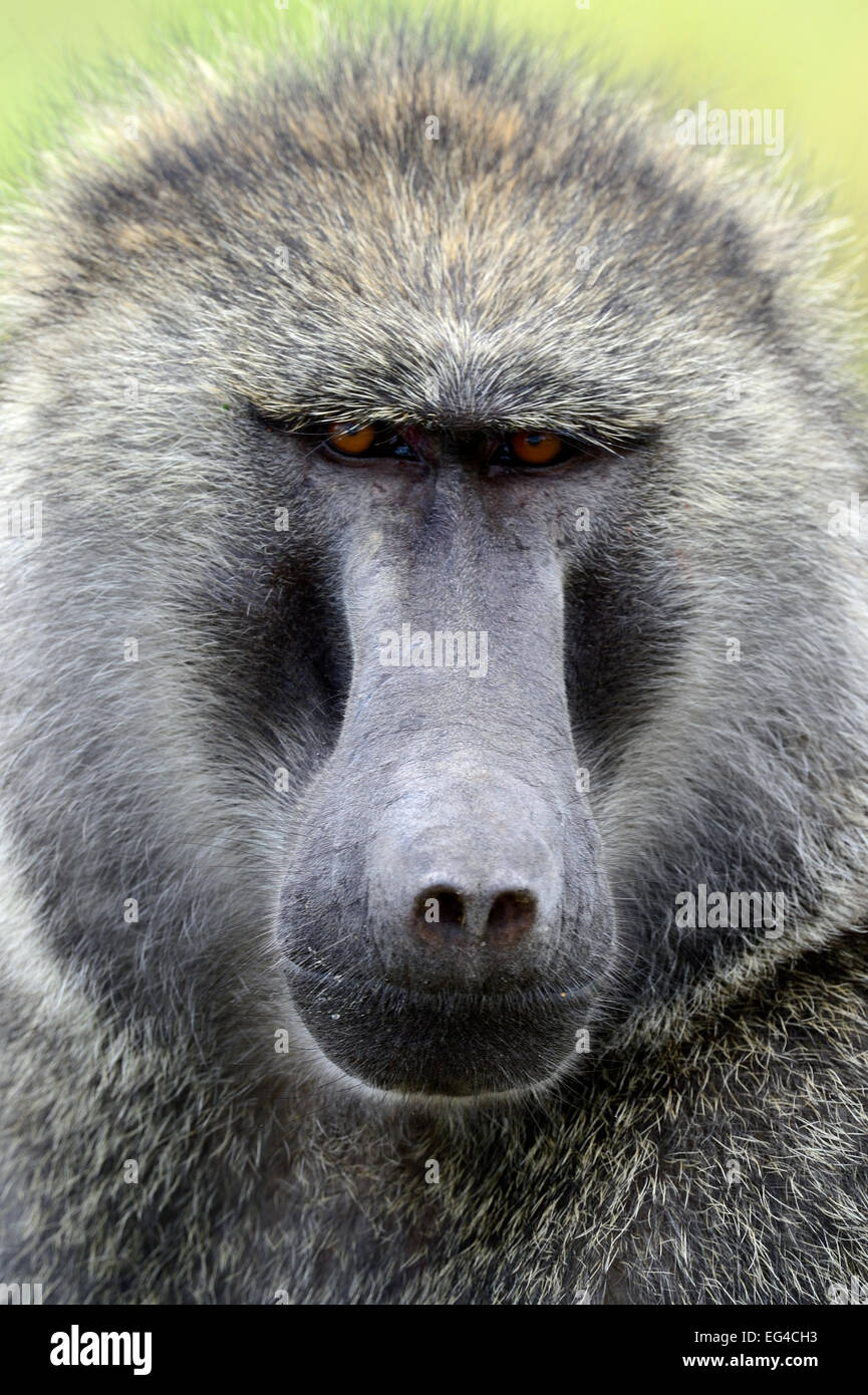 Olive baboon (Papio anubis) portrait Nakuru National Park Kenya Africa. Stock Photo