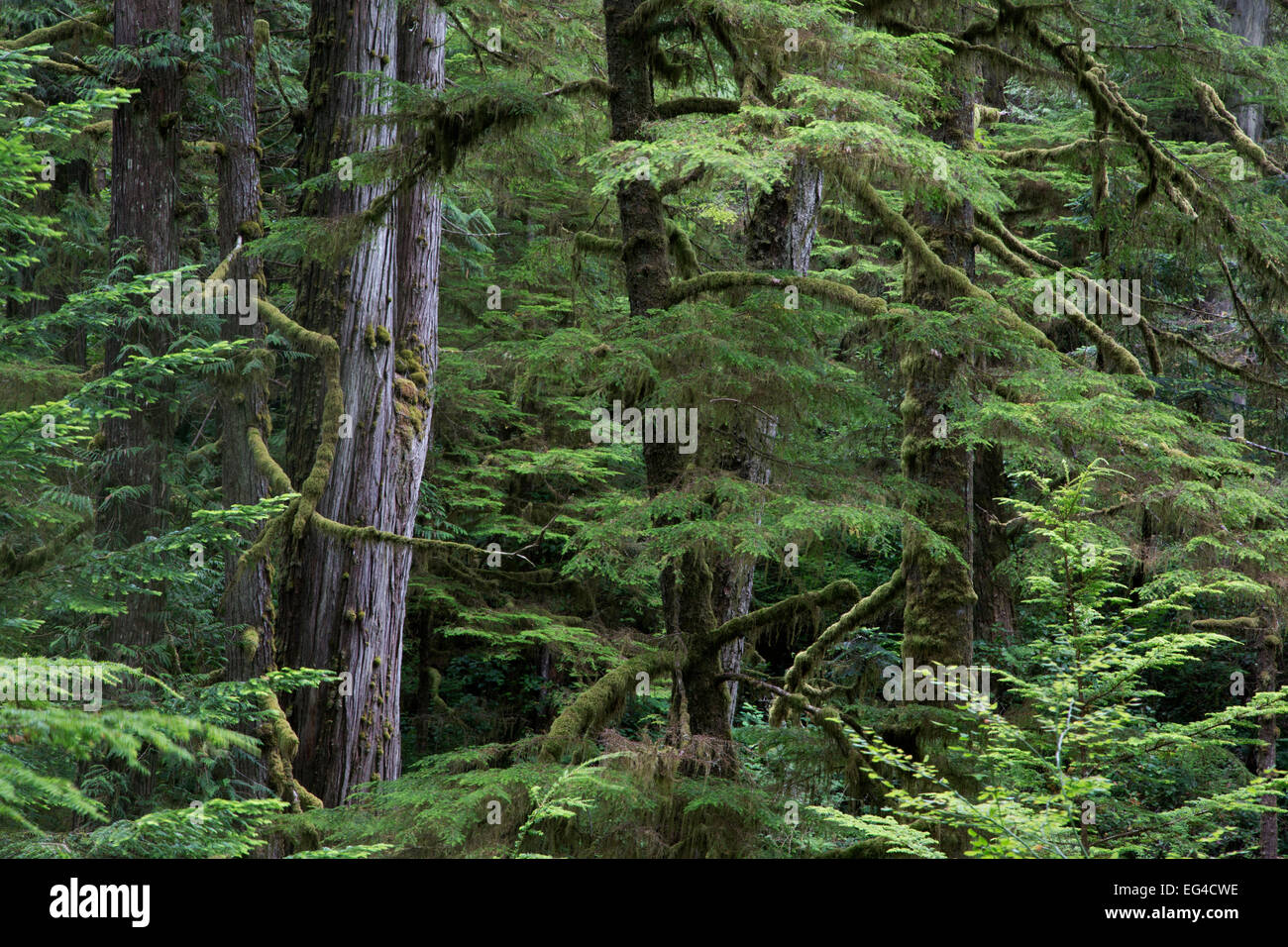 Temperate rainforest scenic ancient Red cedar tree (Thuja plicata). Pacific Rim National Park Vancouver Island British Columbia Canada August. Stock Photo