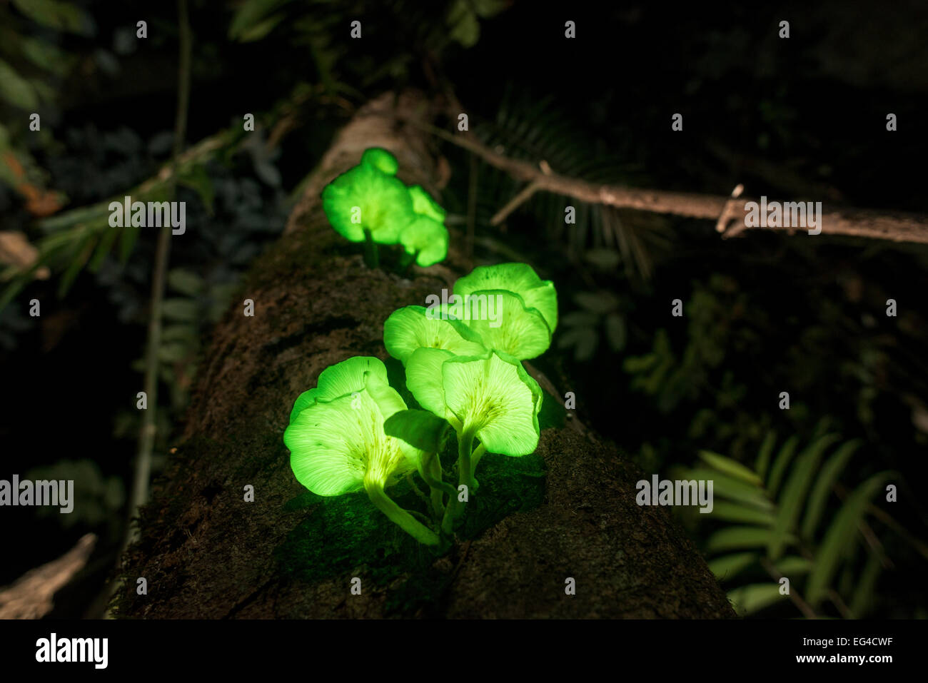 Glowing / bioluminescent fungi on rainforest tree possibly Omphalotus nidiformis Tableland rainforest Far North Queensland Australia Stock Photo