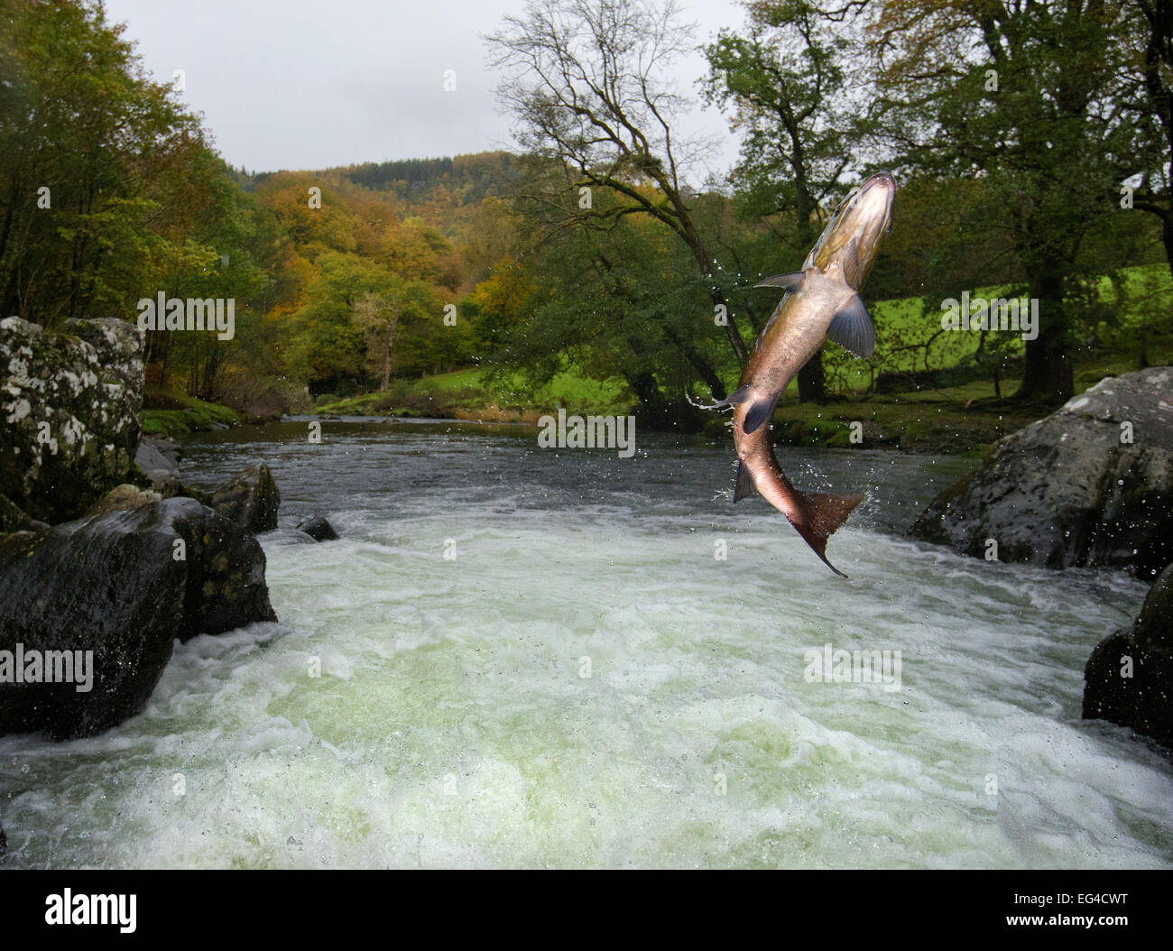 Jumping Trout Stock Photos & Jumping Trout Stock Images Alamy