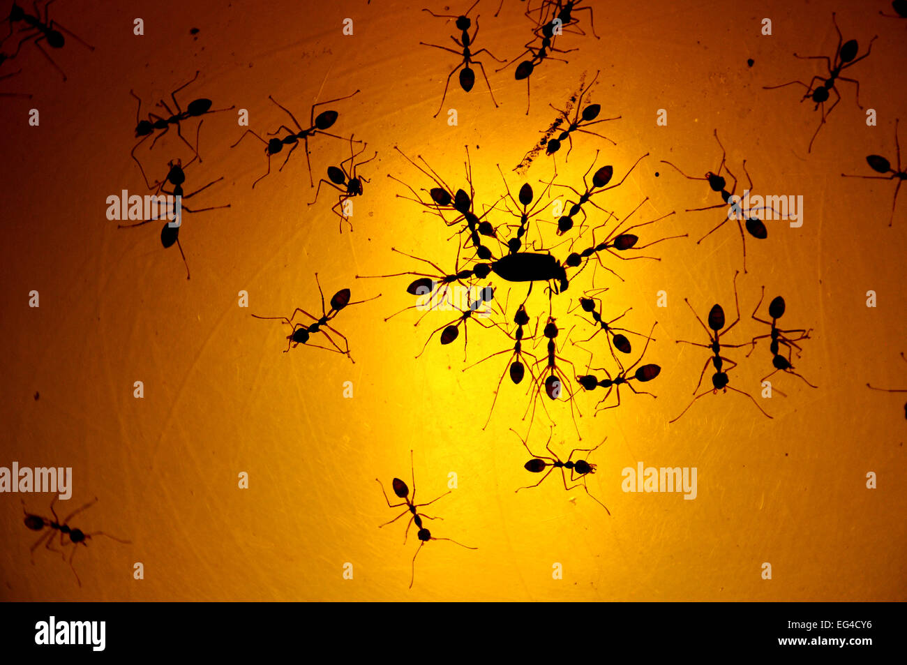 Ants preying on beetle; these ants wait on light bulb to catch insects