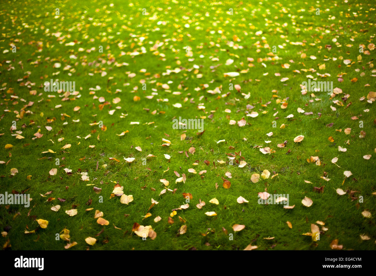 Dead leaves in grass Stock Photo Alamy