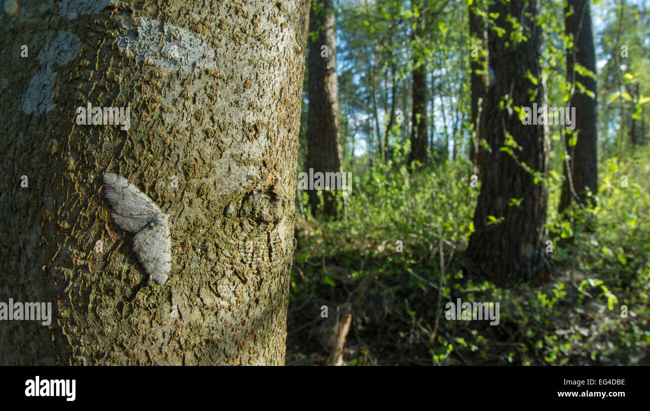 Grey Birch butterfly (Aethalura punctulata) resting on tree trunk in woodland habitat Pirkanmaa Finland May. Stock Photo