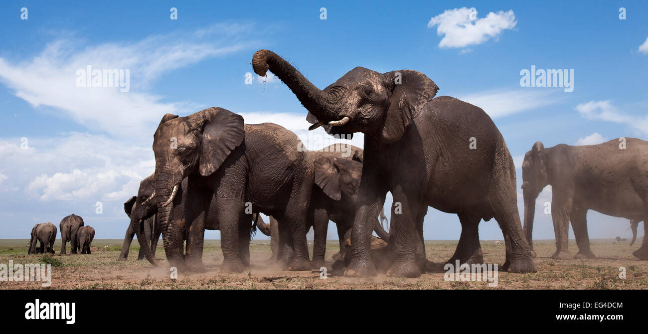 African elephants (Loxodonta africana) dust bathing. Masai Mara National Reserve Kenya. Taken remote wide angle camera. Stock Photo