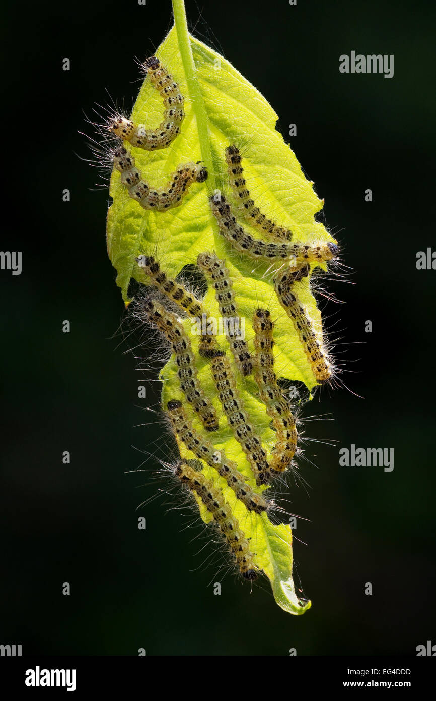 Buff tip moth (Phalera bucephala) caterpillars feeding on leaf Hungary June. Stock Photo