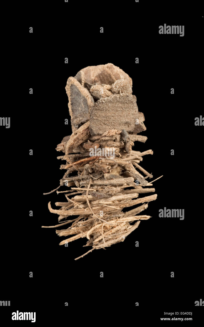 Caddisfly (Limnephilidae) case built out sticks bark fragments Germany