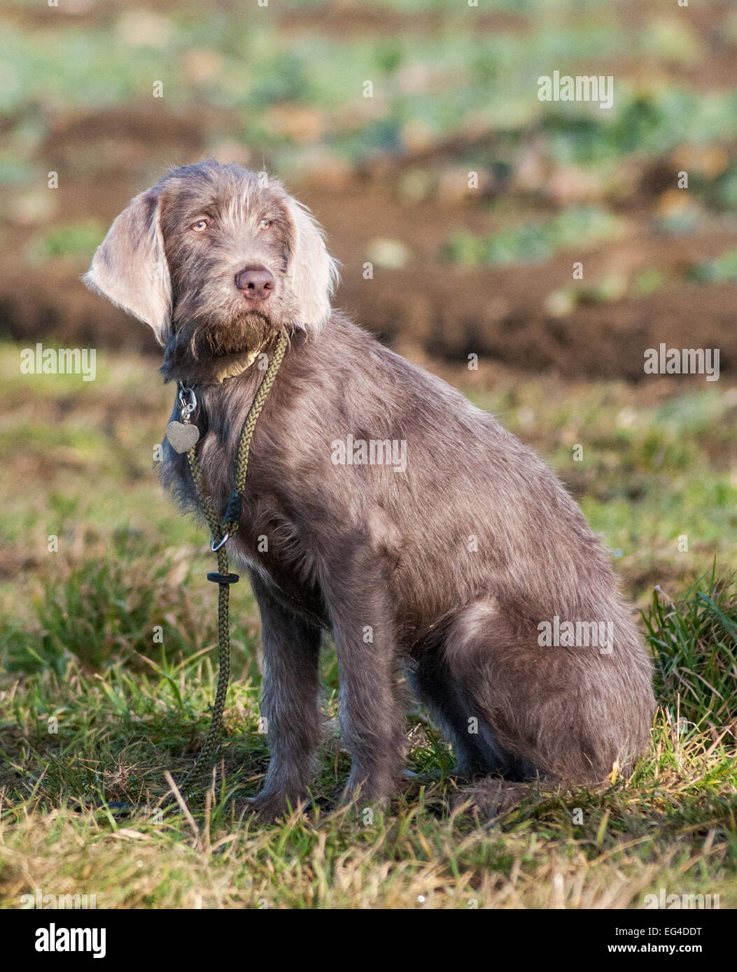 A young Slovakian Wire Haired Pointer dog, which is a working gun dog breed as well as a family pet, originating from Slovakia Stock Photo