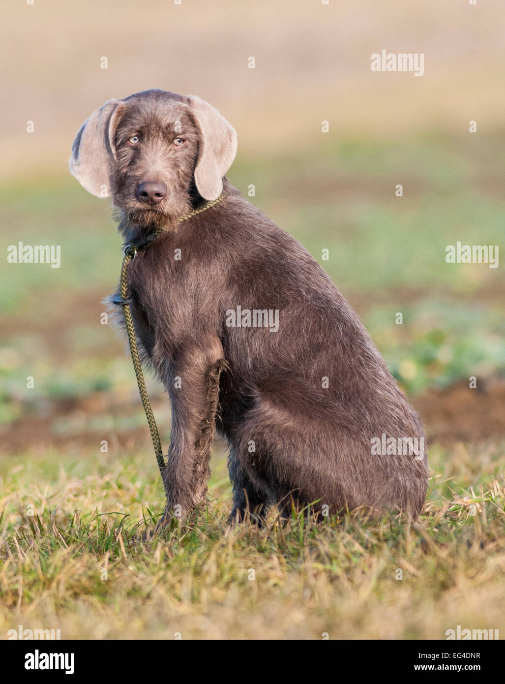 A young Slovakian Wire Haired Pointer dog, which is a working gun dog breed as well as a family pet, originating from Slovakia Stock Photo