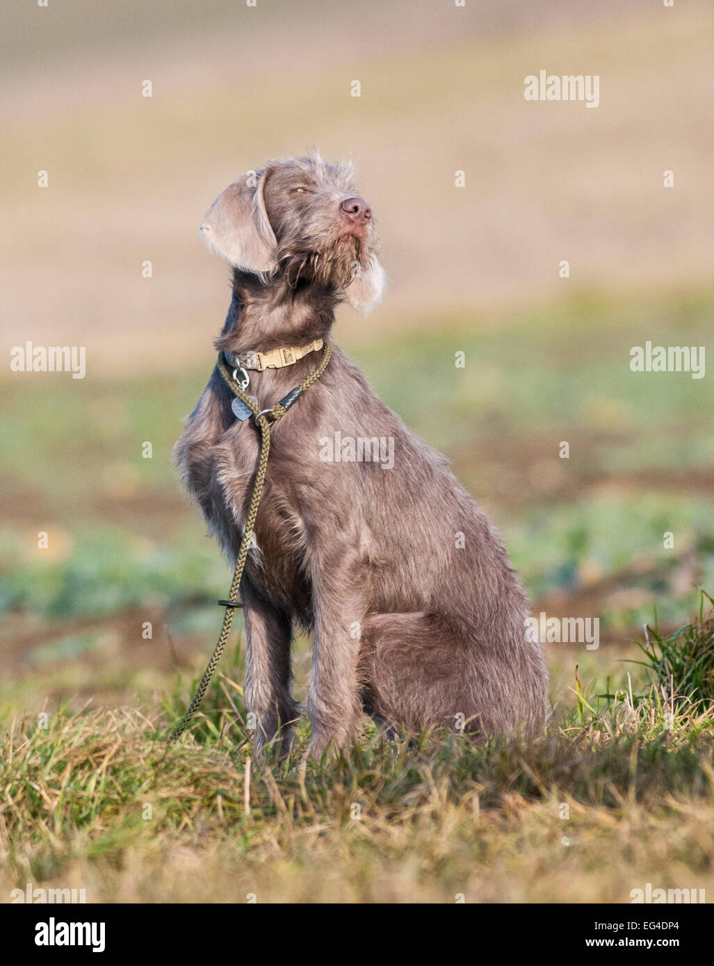 A young Slovakian Wire Haired Pointer dog, which is a working gun dog breed as well as a family pet, originating from Slovakia Stock Photo
