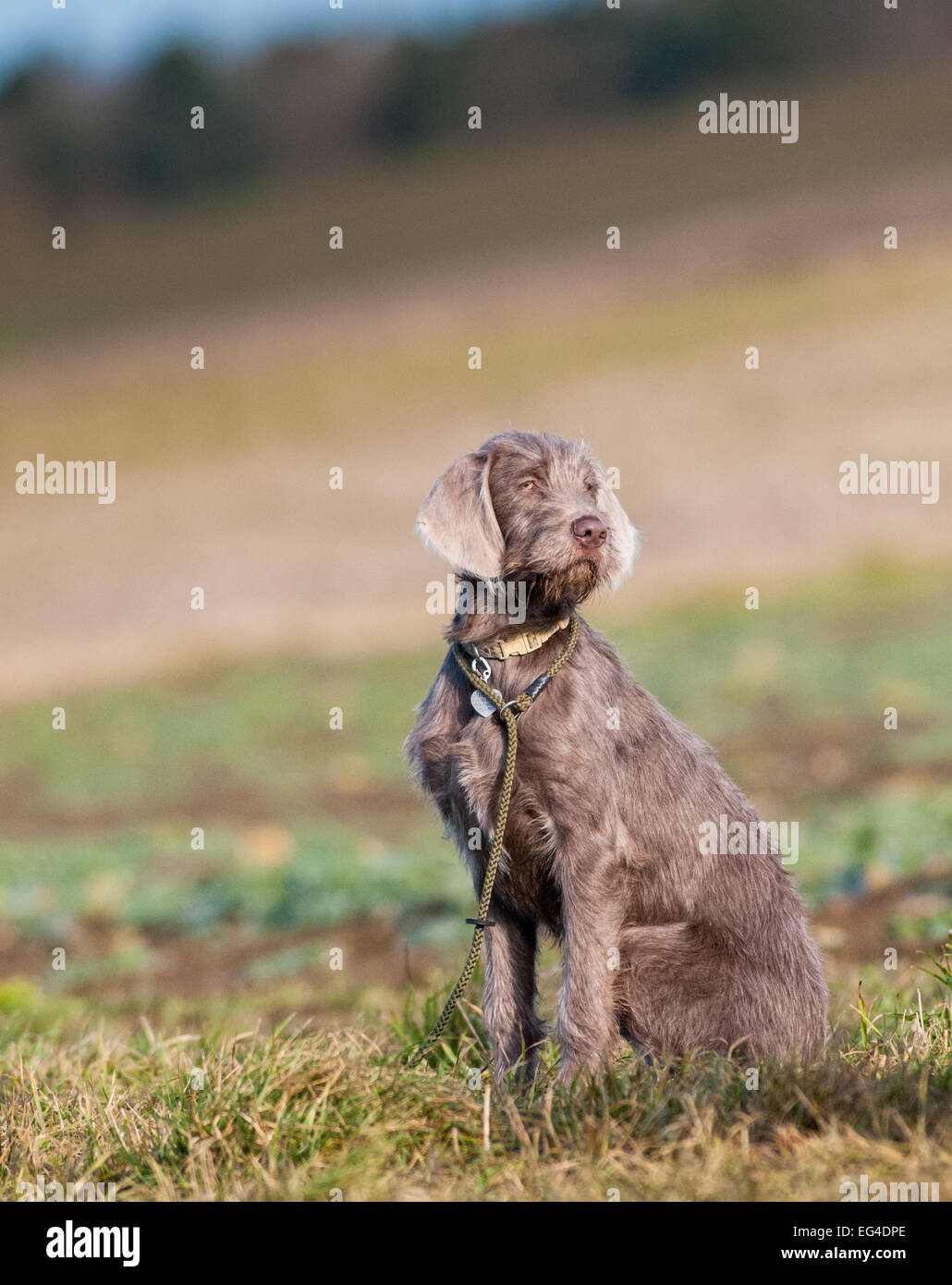 A young Slovakian Wire Haired Pointer dog, which is a working gun dog breed as well as a family pet, originating from Slovakia Stock Photo