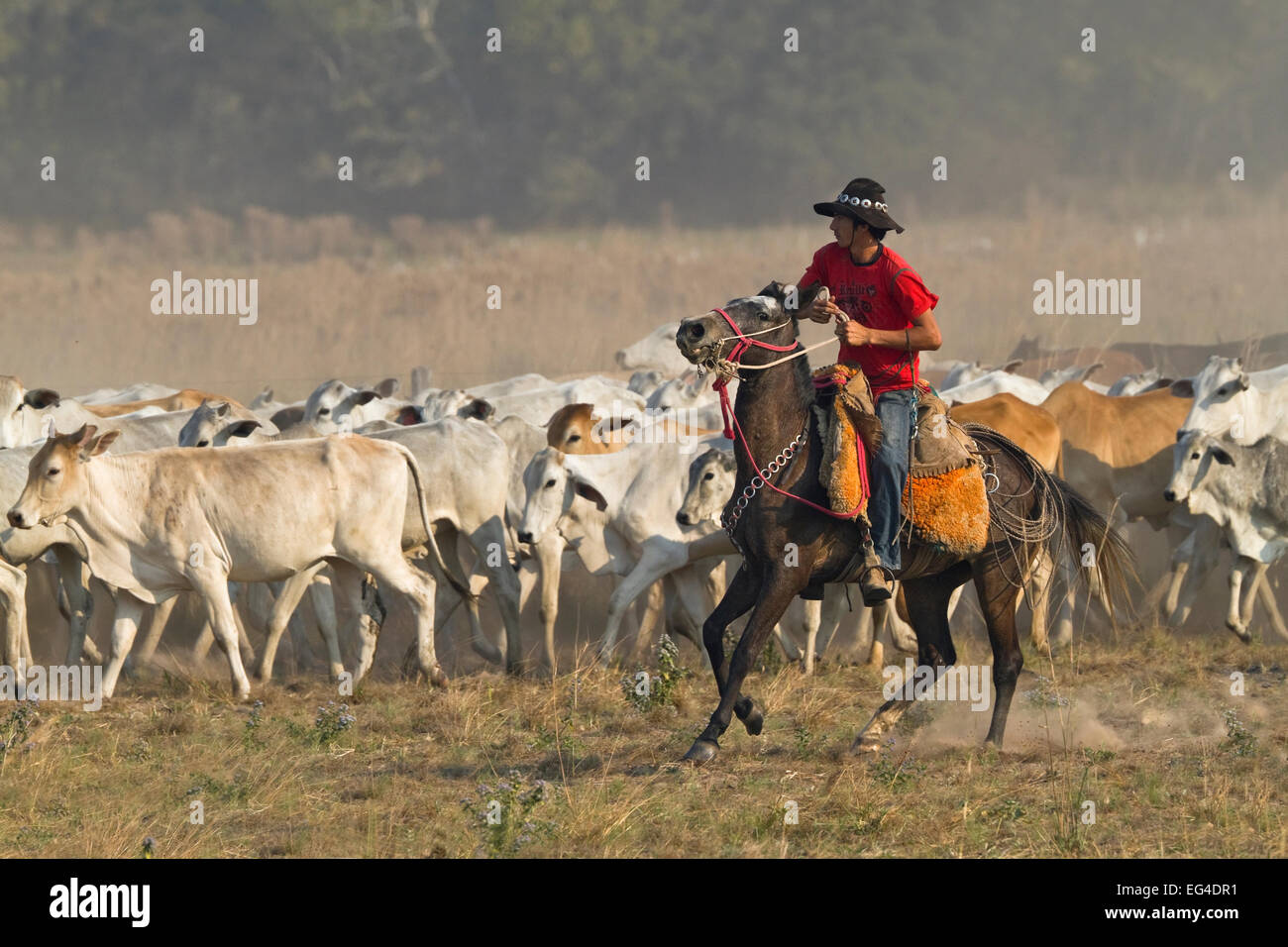 Pantanal cowboy / gaucho (Pantaneiros) driving cattle. Pantanal Brazil August 2010. Stock Photo