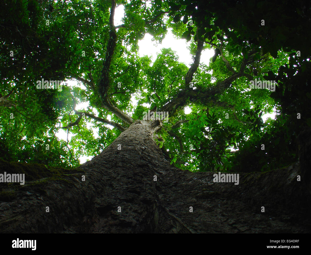 Giant Bokoko / Mututtu tree (Klainedoxa gabonensis) near Lokoue Bai Odzala-Kokoua National Park Republic Congo. Stock Photo