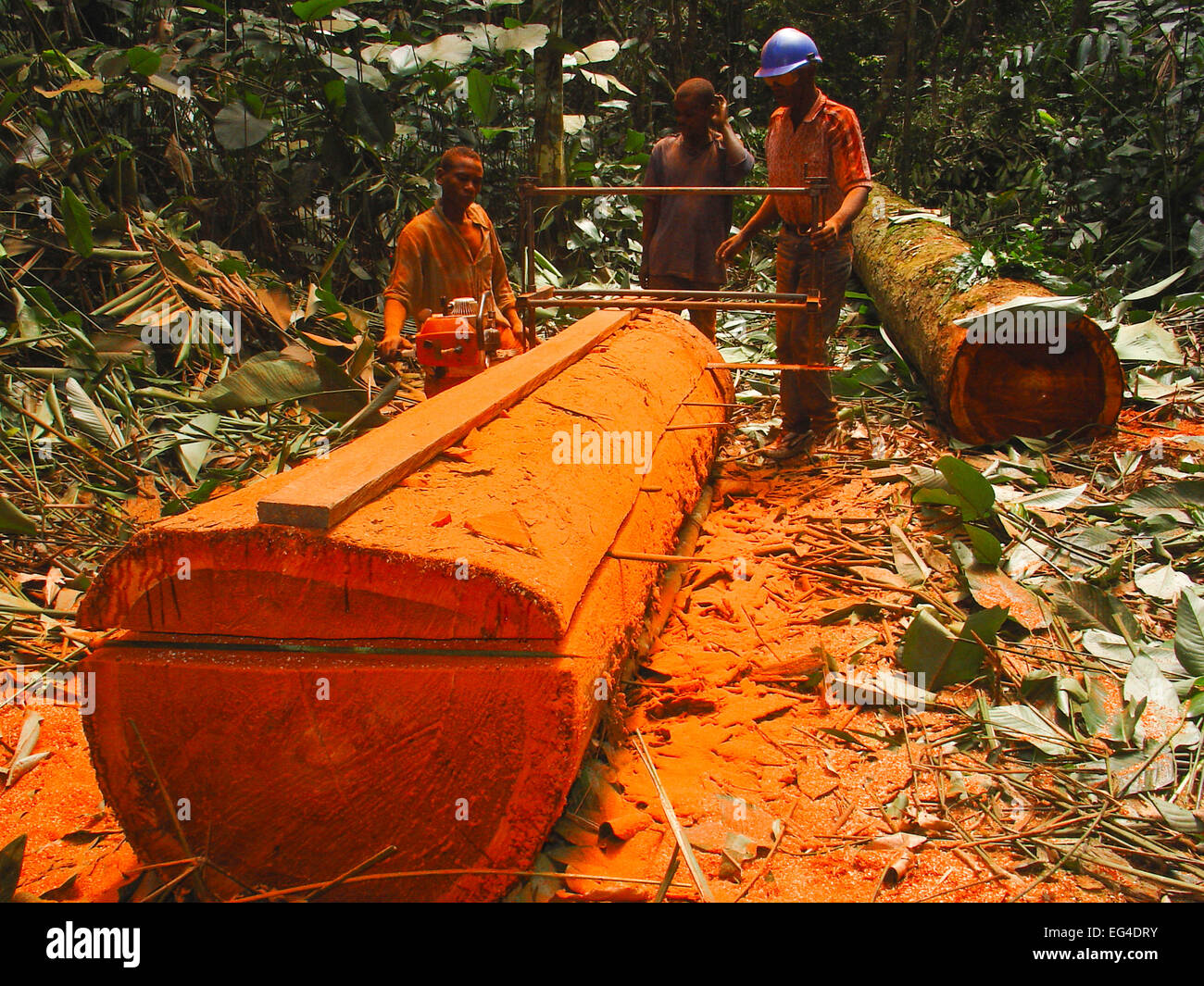 African rainforest clearance men sawing hardwood tree trunks to make planks. South Mbomo Odzala-Kokoua National Park Republic Congo May 2005. Stock Photo