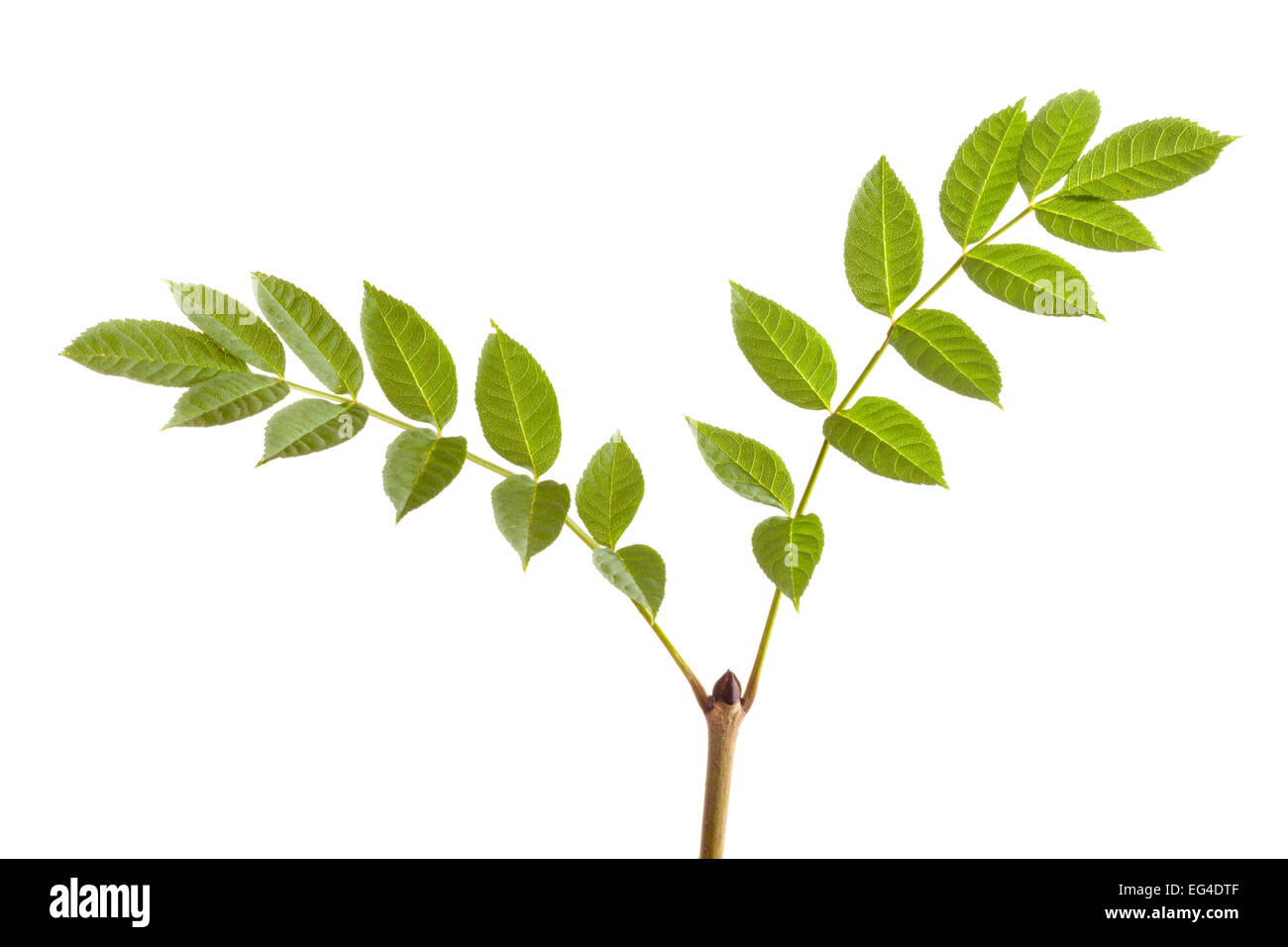 Ash tree leaves (Fraxinus excelsior) photographed in mobile field
