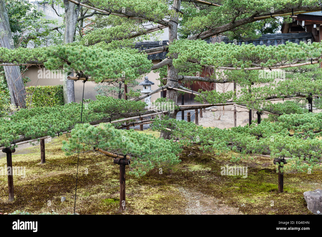 Kyoto, Japan. Training the branches of a young Japanese pine tree with bamboo canes, wooden props and rope Stock Photo