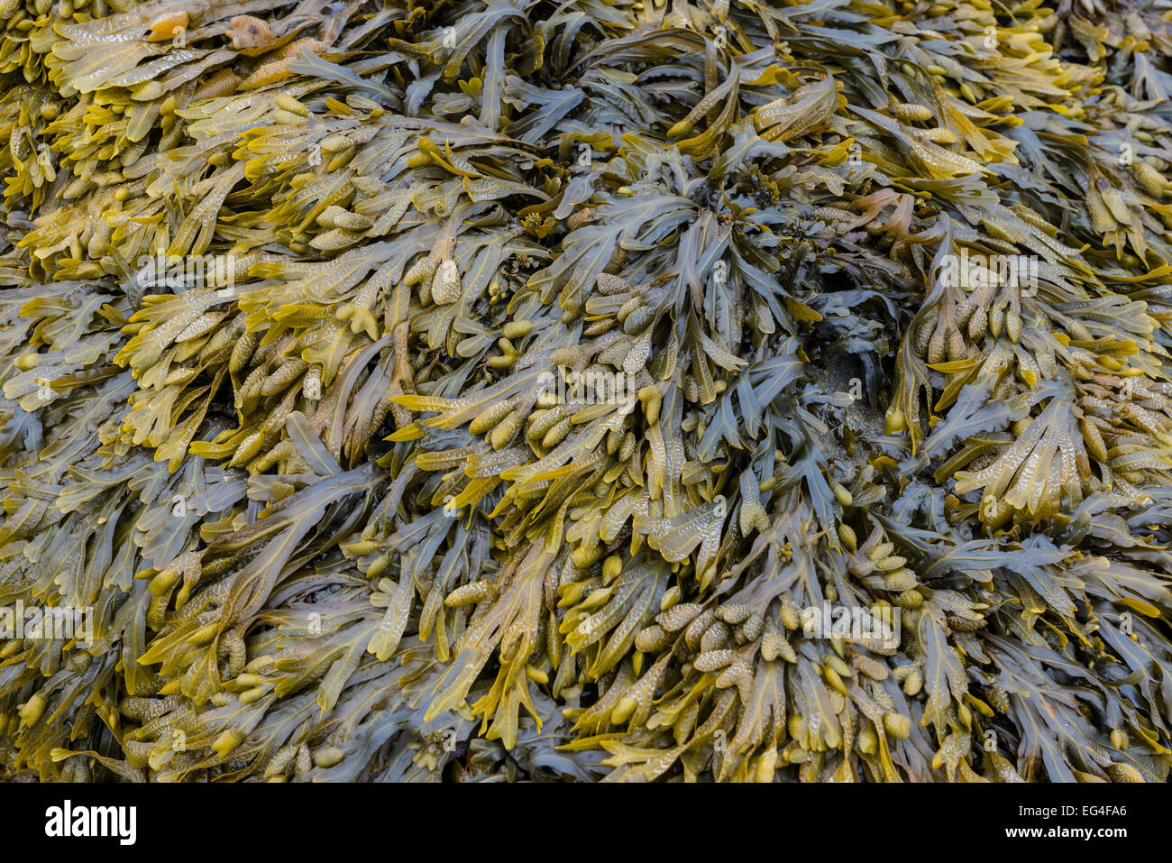 Brown and green seaweed at the shore of the sea. Stock Photo