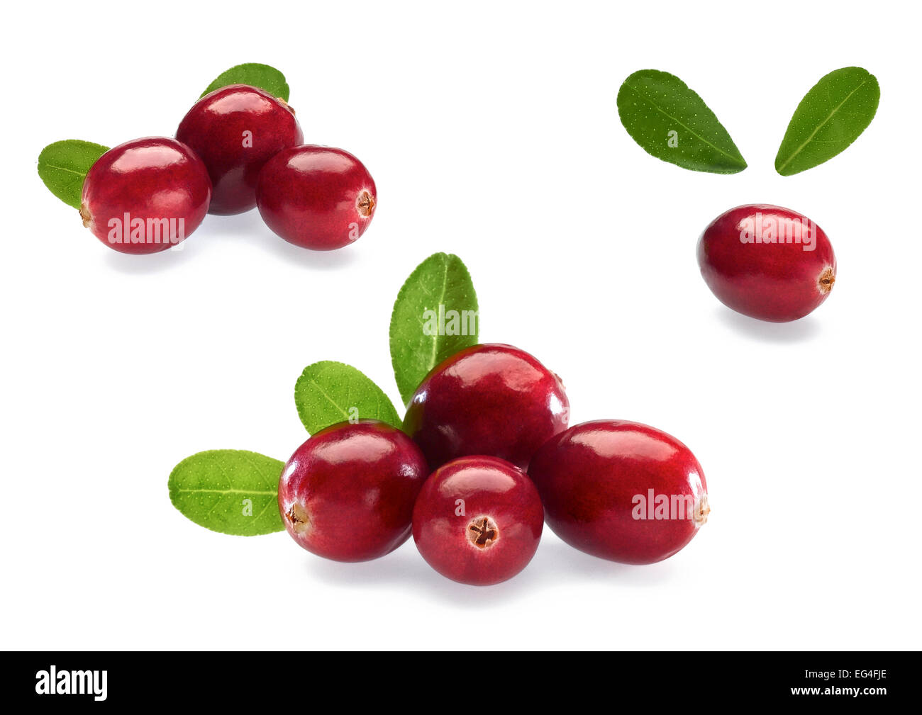 cranberries Stock Photo